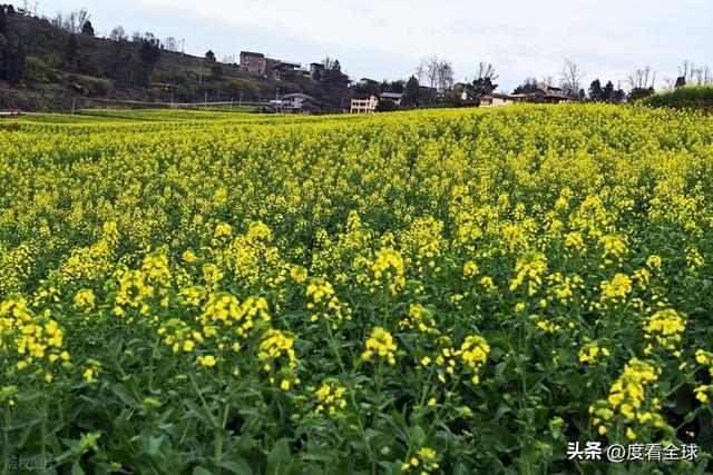 3大亮点！石柱黎场油菜花，承包整个春天的浪漫_3大亮点！石柱黎场油菜花，承包整个春天的浪漫_
