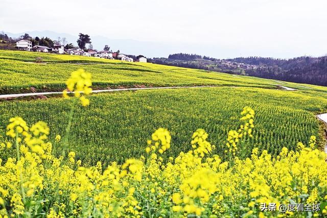 3大亮点！石柱黎场油菜花，承包整个春天的浪漫_3大亮点！石柱黎场油菜花，承包整个春天的浪漫_