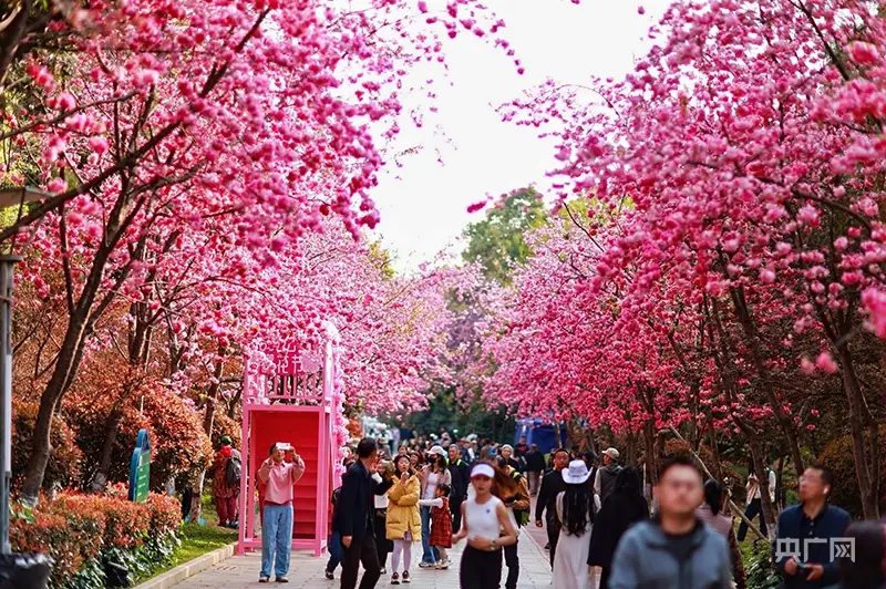 樱花的盛宴_樱花盛景_