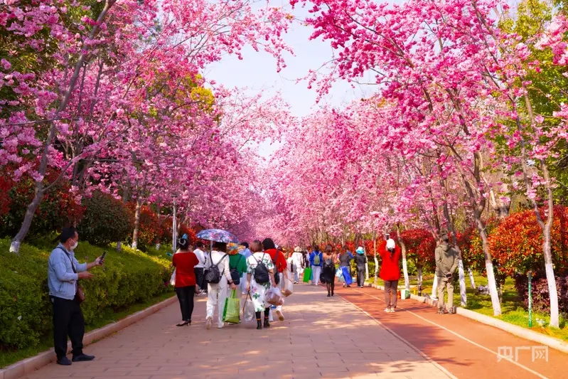 _樱花盛景_樱花的盛宴