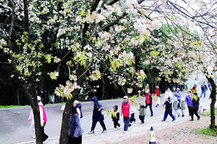 重庆发布《2026年重庆赏花乡村休闲旅游路线指南》 春日,去赴一场赏花盛宴
