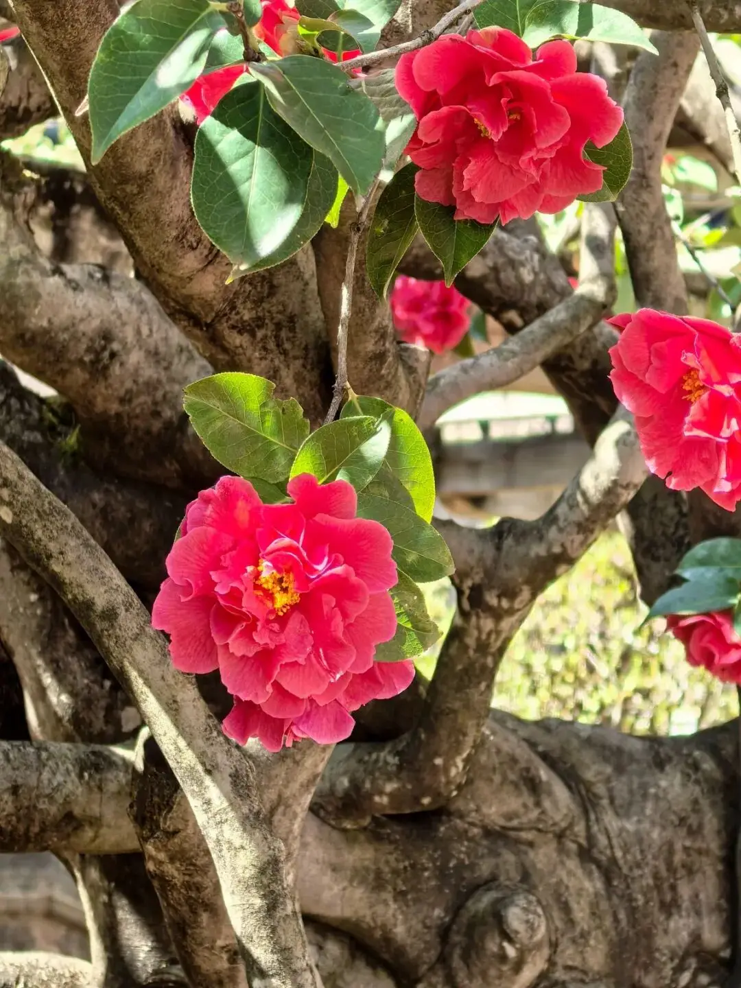 春来赏花,丽江玉峰寺山茶如约绽放!