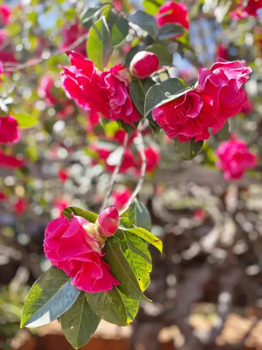 丽江玉峰寺长联__丽江玉峰寺山茶花什么时候开