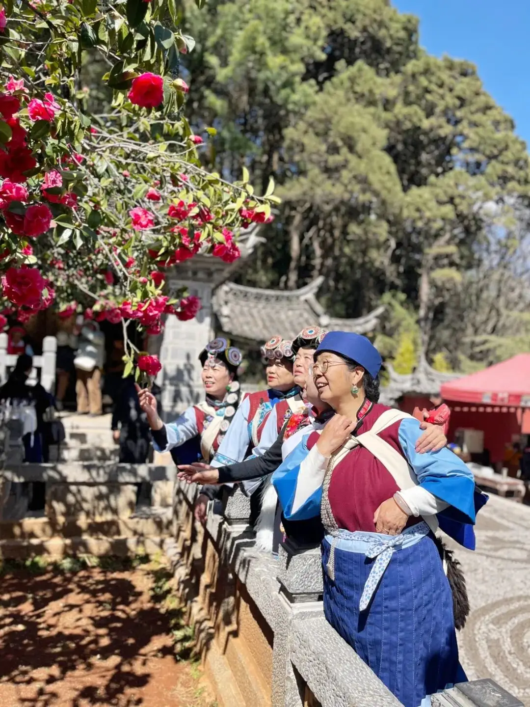 丽江玉峰寺山茶花什么时候开_丽江玉峰寺长联_