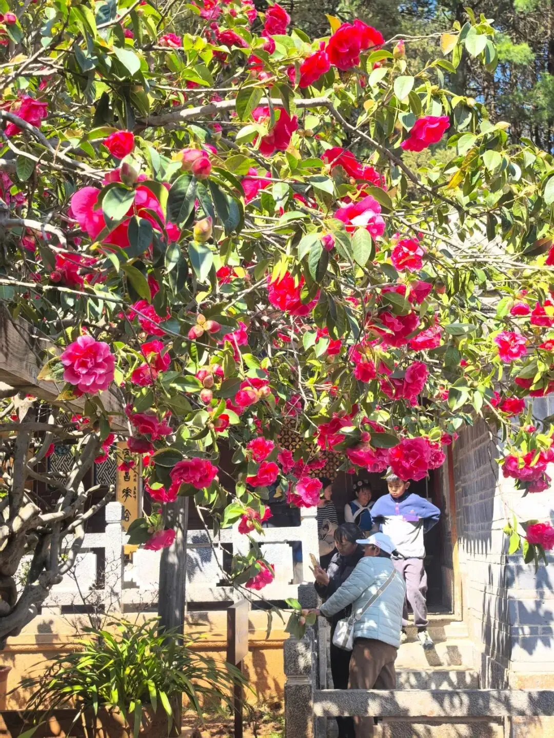 丽江玉峰寺山茶花什么时候开__丽江玉峰寺长联