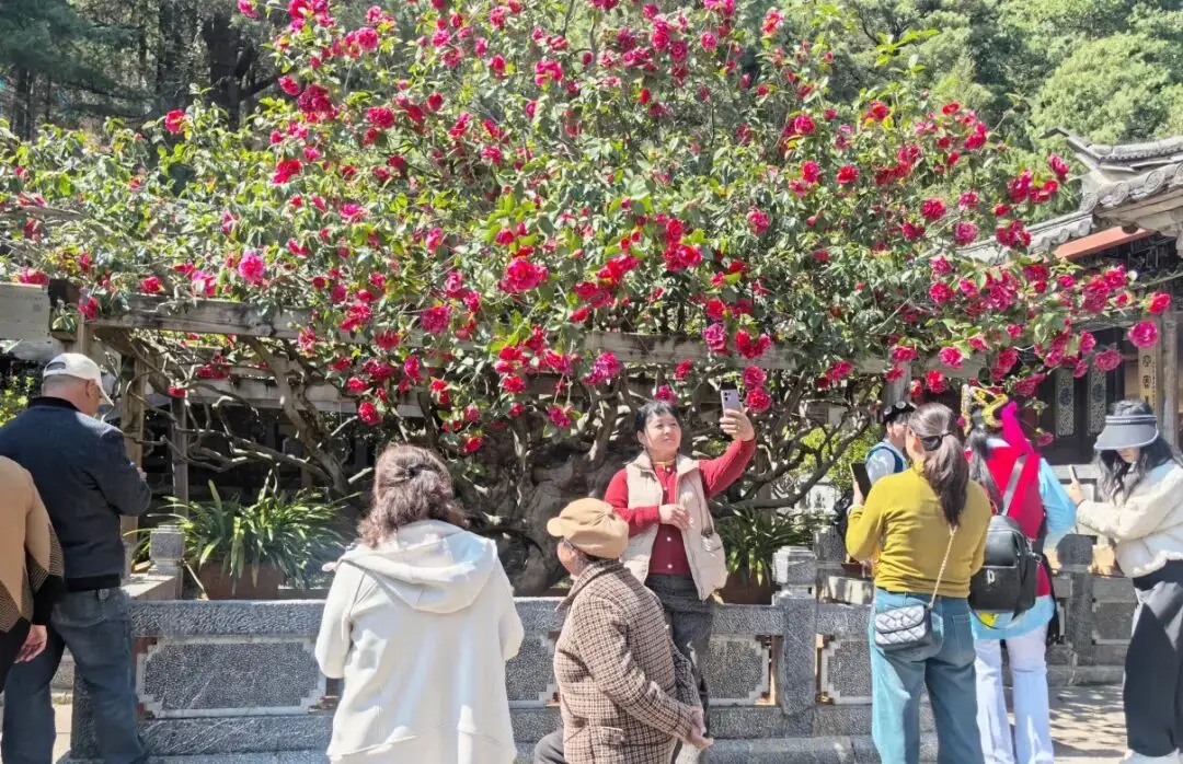 丽江玉峰寺长联__丽江玉峰寺山茶花什么时候开