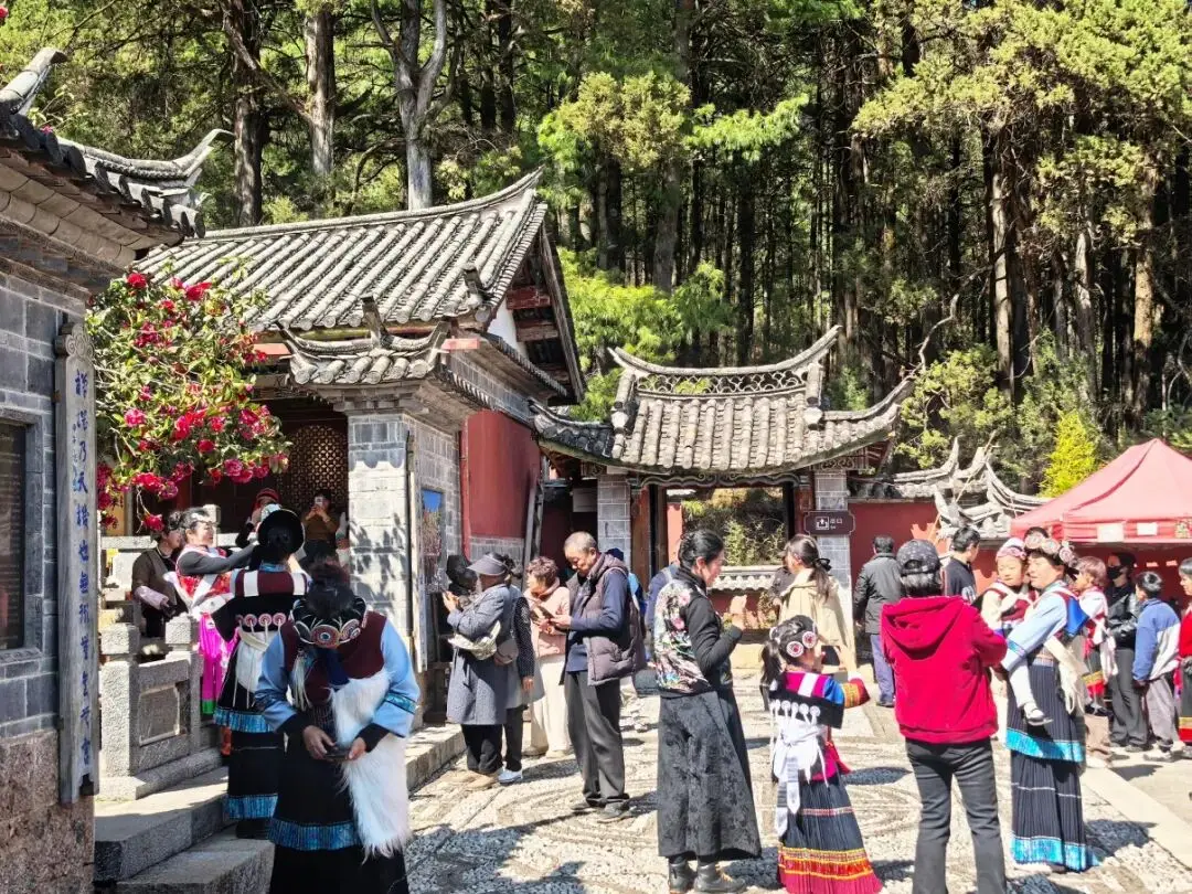 丽江玉峰寺山茶花什么时候开_丽江玉峰寺长联_