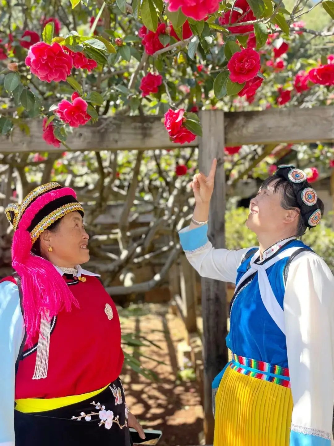 _云南丽江玉峰寺_丽江玉峰寺山茶花什么时候开