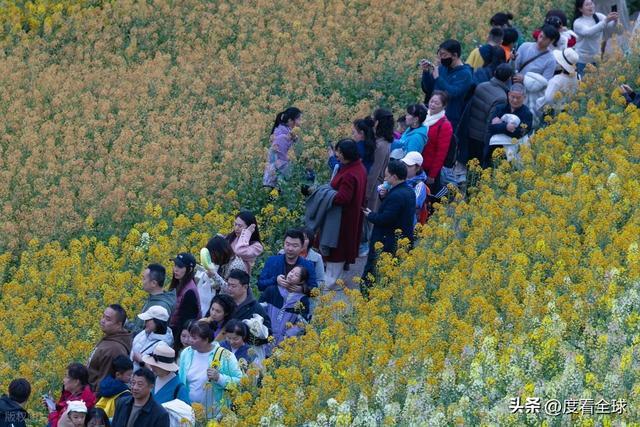 沈家营向日葵花海__身心疲惫眼疲惫
