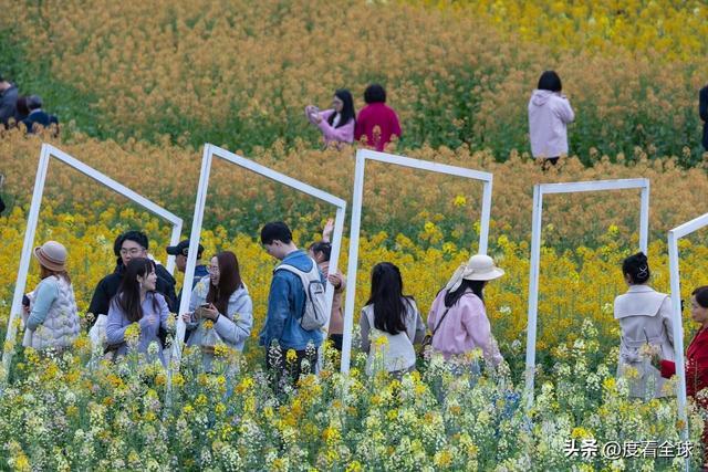 身心疲惫眼疲惫_沈家营向日葵花海_