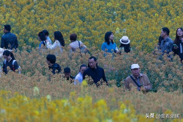_身心疲惫眼疲惫_沈家营向日葵花海