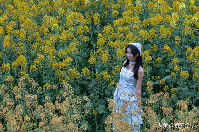 _沈家营向日葵花海_身心疲惫眼疲惫