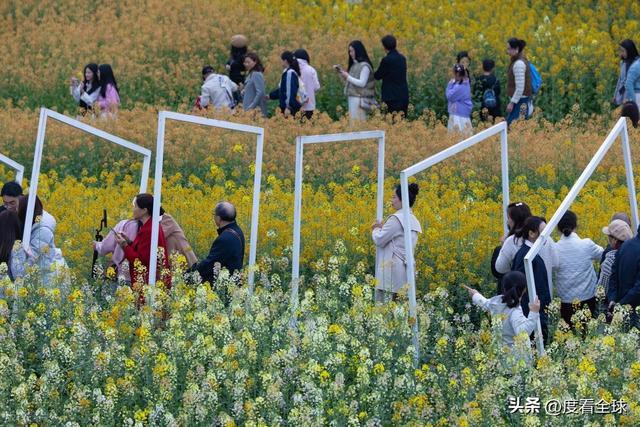 _身心疲惫眼疲惫_沈家营向日葵花海