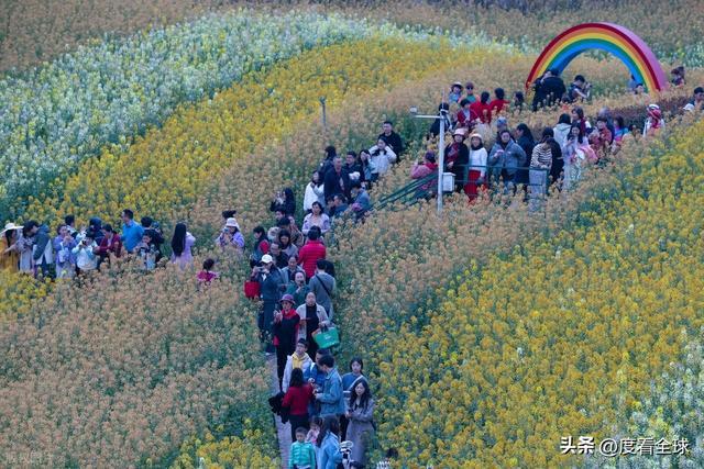 身心疲惫眼疲惫__沈家营向日葵花海