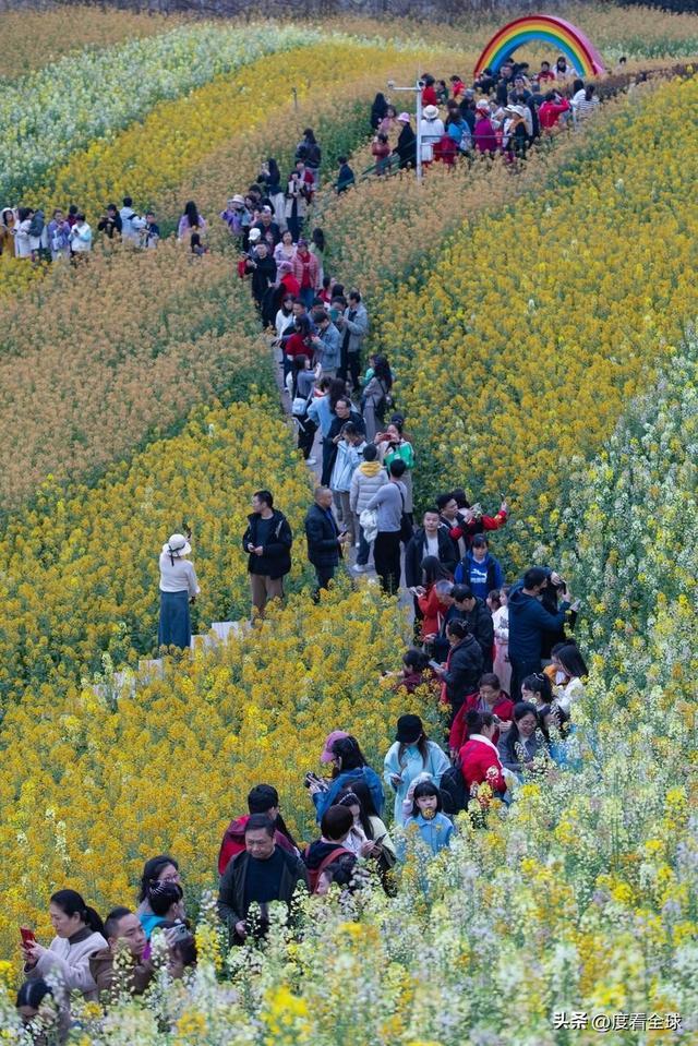 _沈家营向日葵花海_身心疲惫眼疲惫