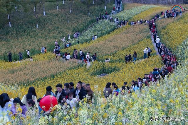 _身心疲惫眼疲惫_沈家营向日葵花海