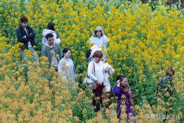 _身心疲惫眼疲惫_沈家营向日葵花海