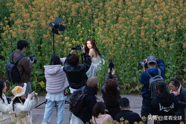 沈家营向日葵花海__身心疲惫眼疲惫