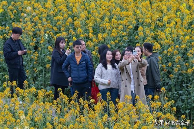 身心疲惫眼疲惫__沈家营向日葵花海