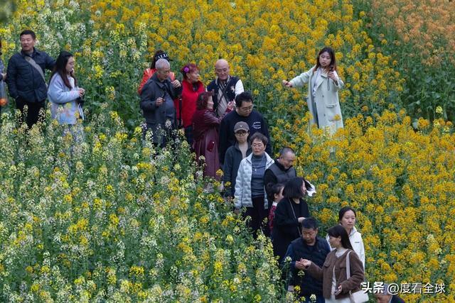 沈家营向日葵花海__身心疲惫眼疲惫