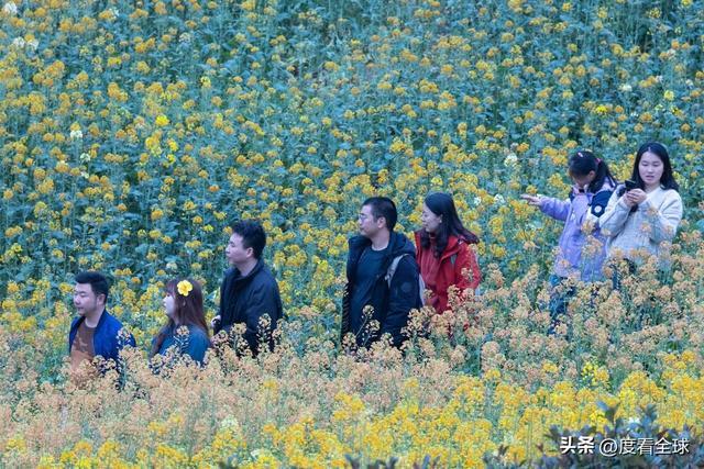 沈家营向日葵花海__身心疲惫眼疲惫