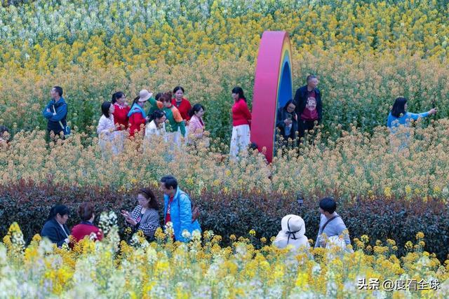 身心疲惫眼疲惫_沈家营向日葵花海_
