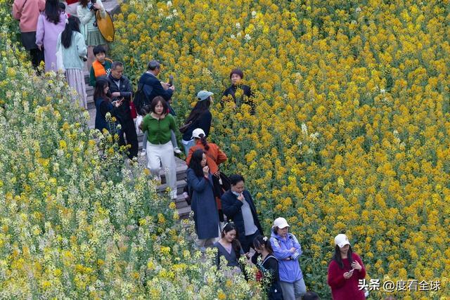 身心疲惫眼疲惫__沈家营向日葵花海