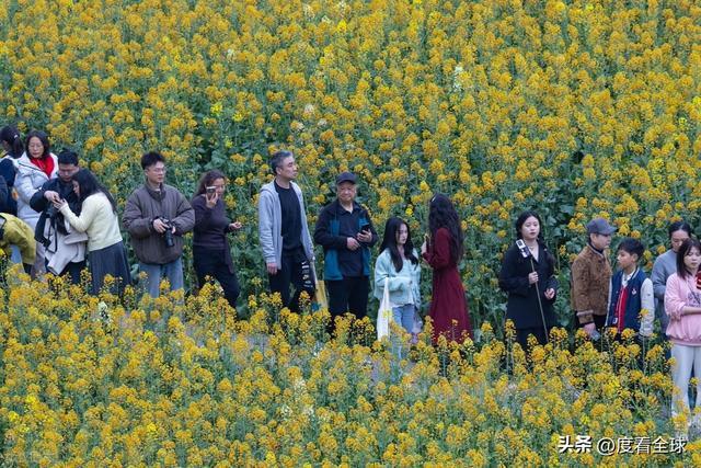 身心疲惫眼疲惫_沈家营向日葵花海_