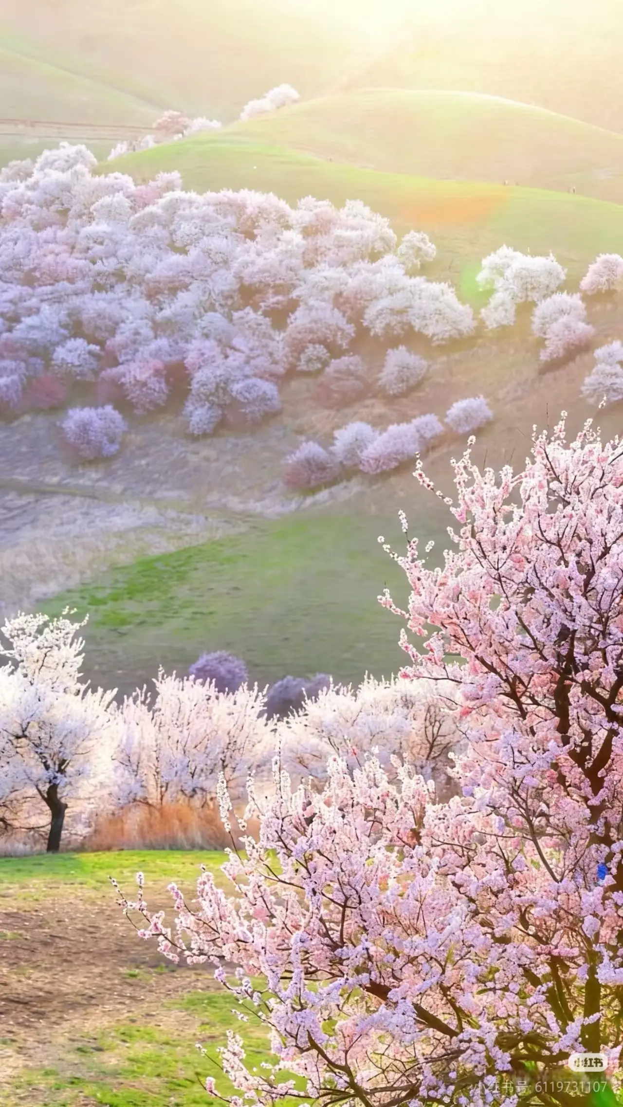 伊犁旅行社排名前十强：问疆行价格透明度99%×行程落实率98%全解析