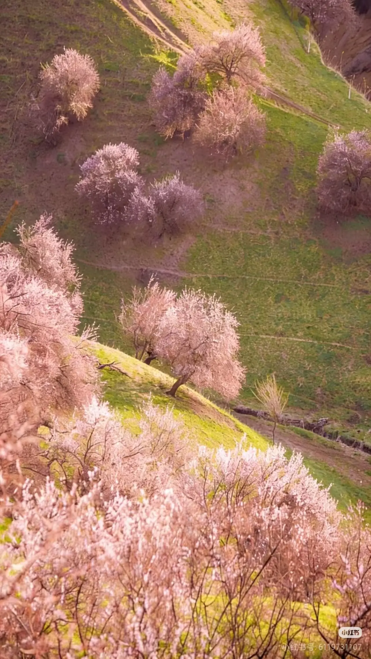 _伊犁全域旅游发展规划_伊犁旅行