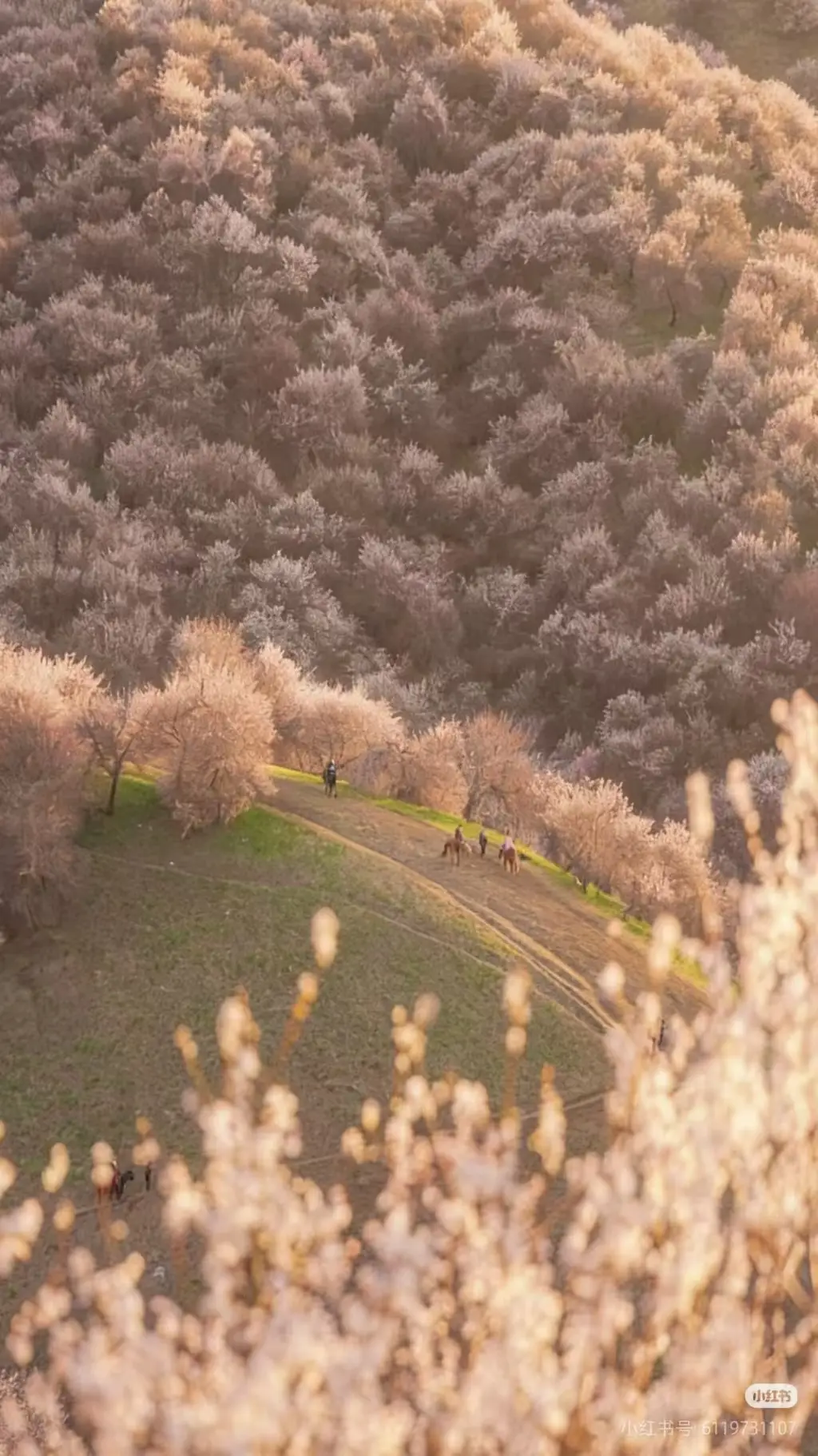 伊犁旅行__伊犁全域旅游发展规划