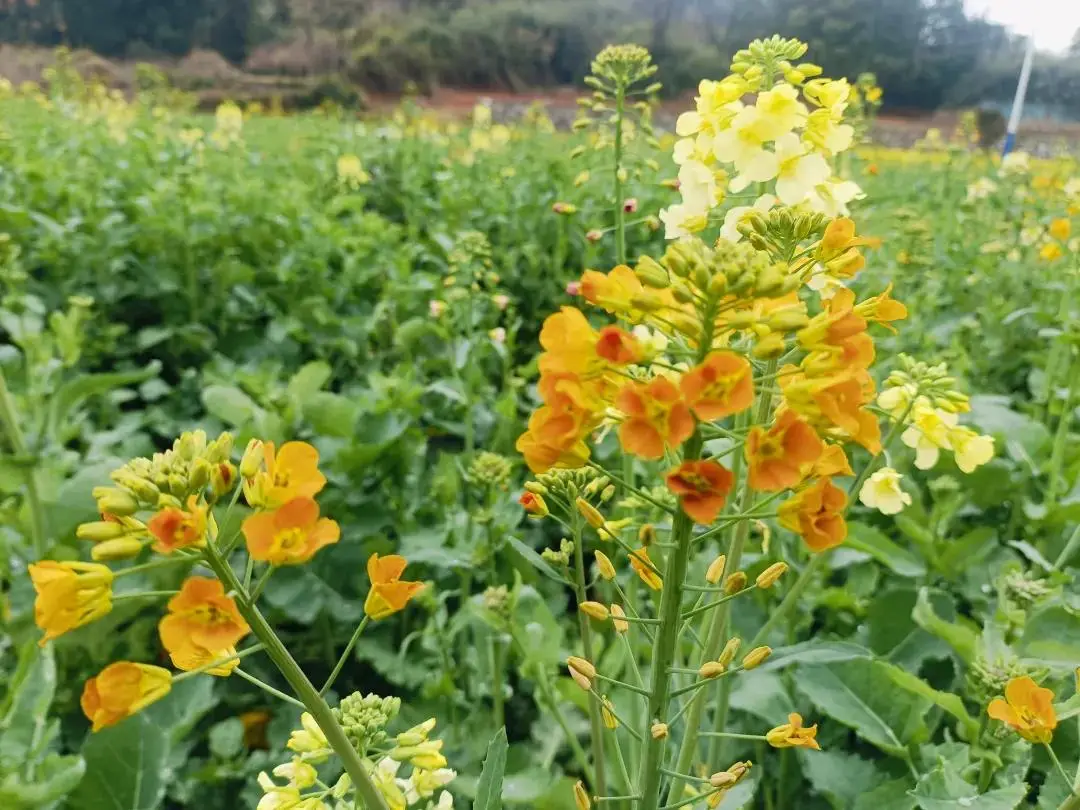 七彩油菜花开时,网红游客竞相来