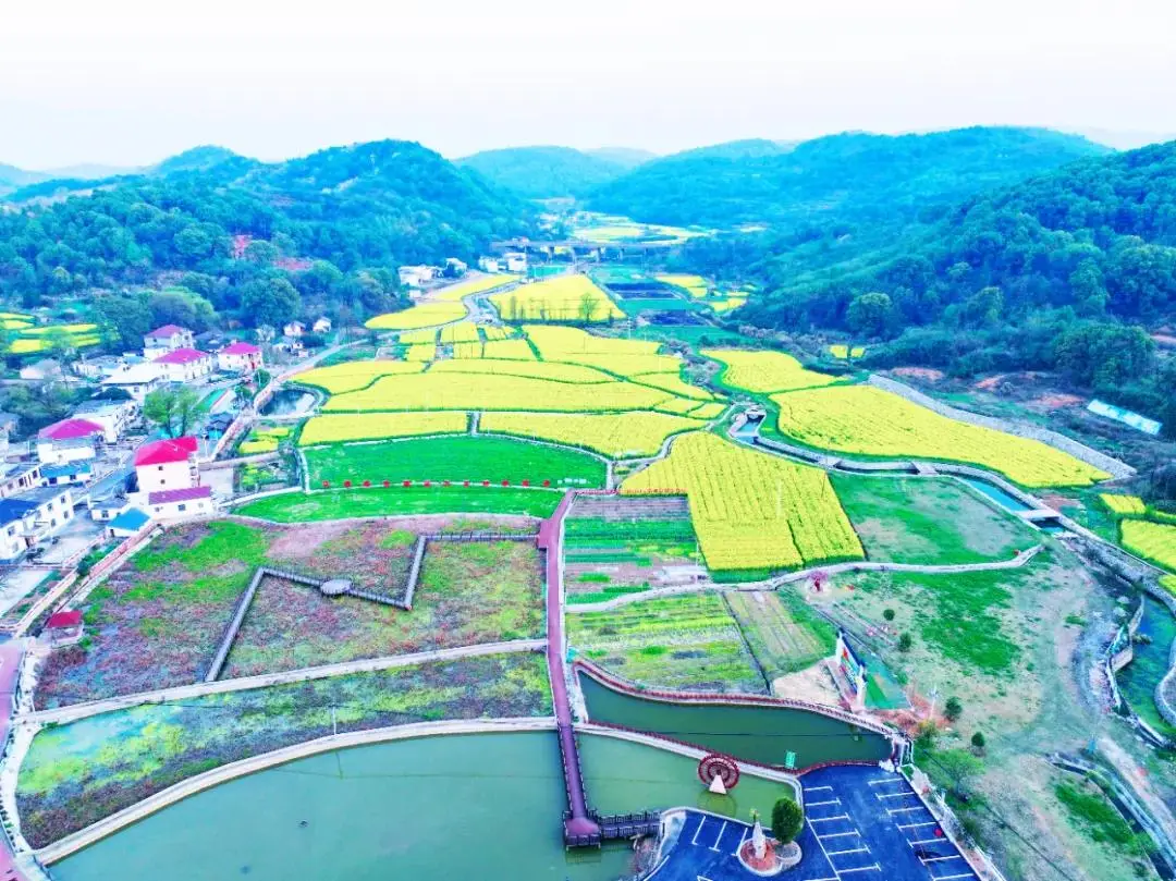 七彩油菜花的花语__七彩油菜花海的照片
