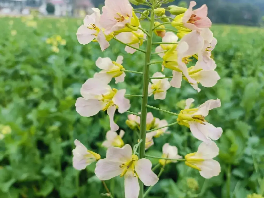 _七彩油菜花海的照片_七彩油菜花的花语