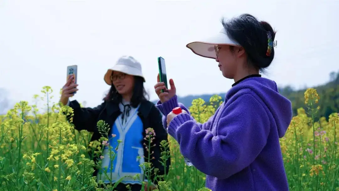 七彩油菜花的花语_七彩油菜花海的照片_