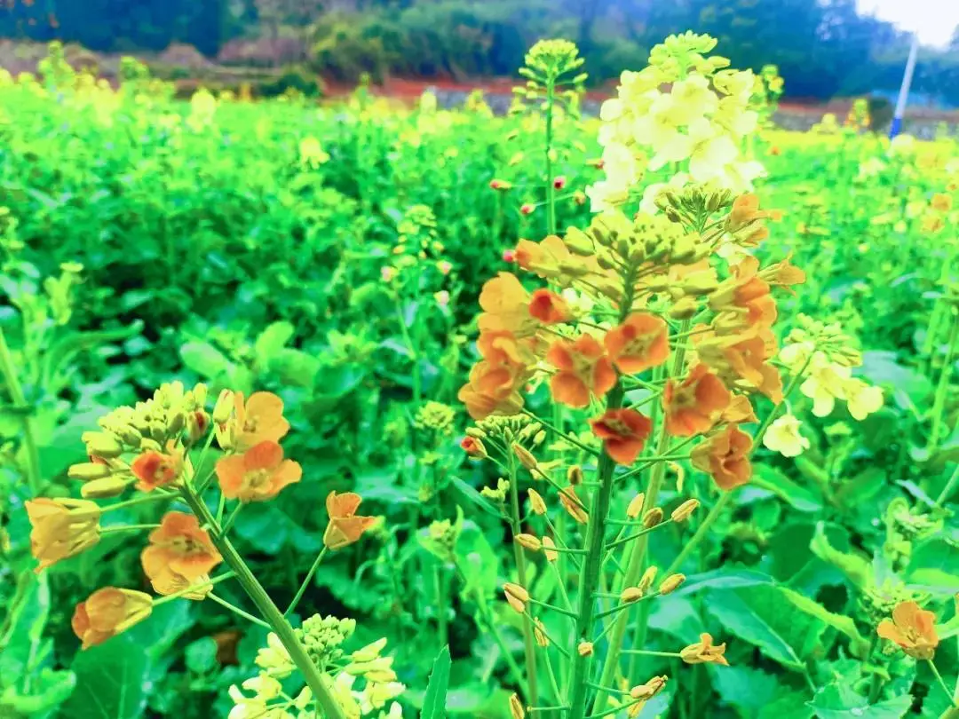 七彩油菜花的花语__七彩油菜花海的照片