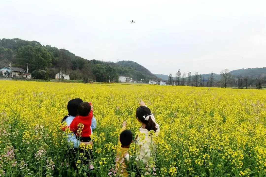 七彩油菜花的花语__七彩油菜花海的照片