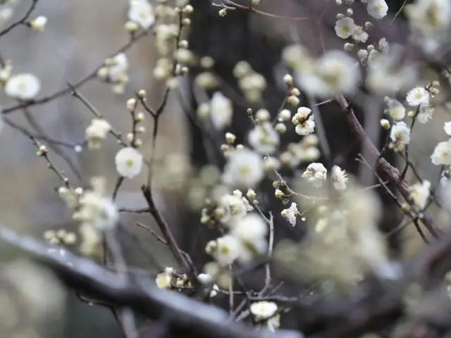 颐和园游园活动__颐和园元宵节灯会
