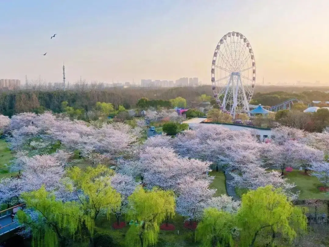 2026上海樱花节来了!首推“景随花移”夜游新模式,活动多元体验感“拉满”