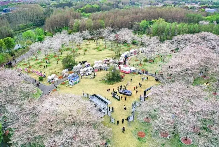 _一起来捉妖星移满资技巧_樱花上海