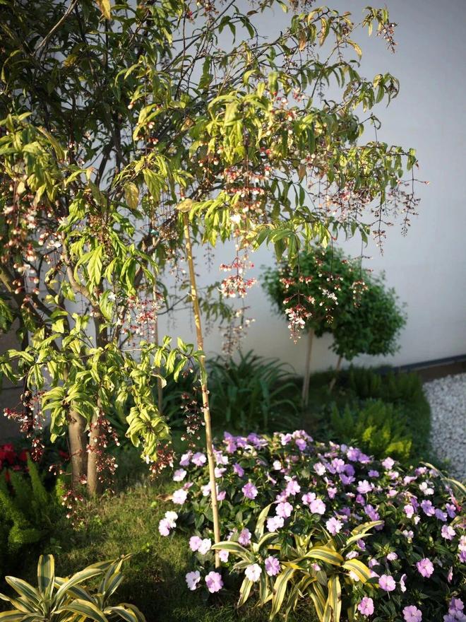 小院迎来了最美的季节