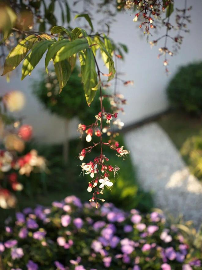 最美迎来季节小院的句子__最美小院宣传美文