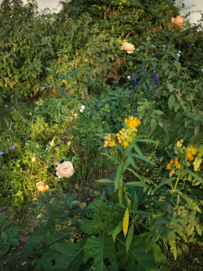 最美小院宣传美文__最美迎来季节小院的句子