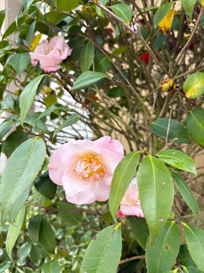 最美迎来季节小院的句子_最美小院宣传美文_