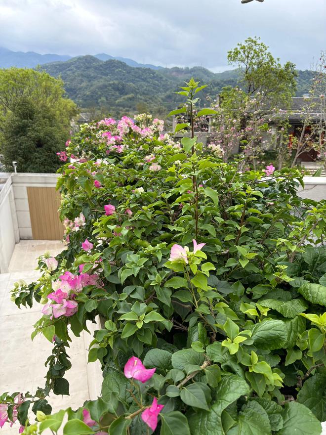 最美小院宣传美文__最美迎来季节小院的句子