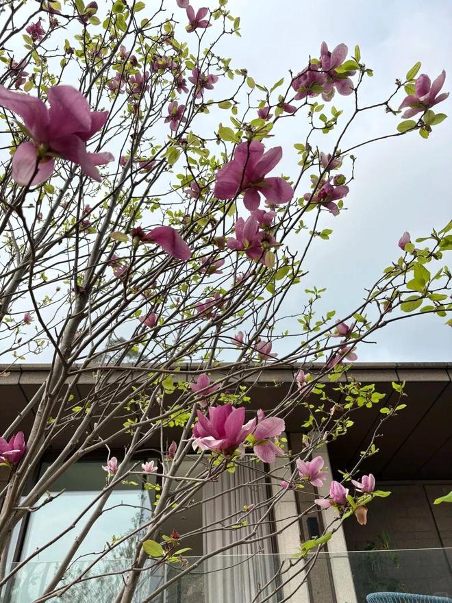 _最美小院宣传美文_最美迎来季节小院的句子