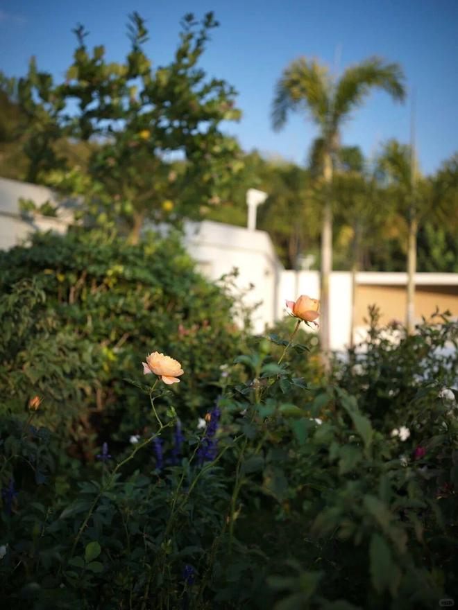 最美小院宣传美文_最美迎来季节小院的句子_