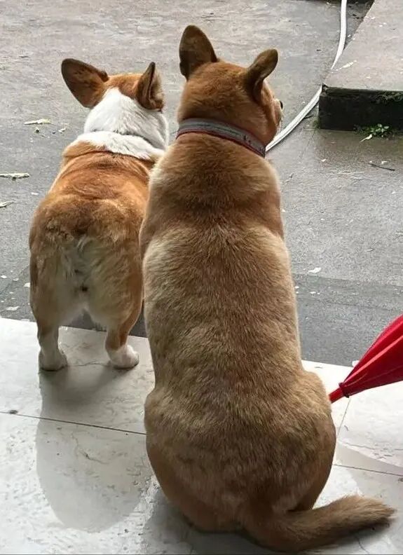 _讲一个小鲜肉抱“女大佬”大腿上位的瓜！_讲一个小鲜肉抱“女大佬”大腿上位的瓜！