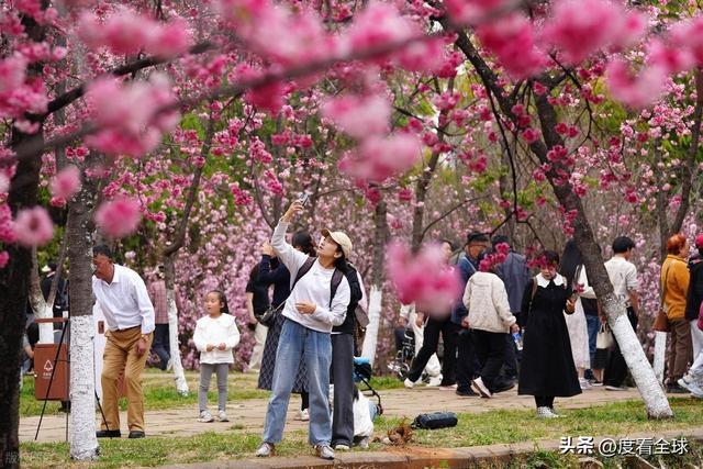 _昆明樱花时间_昆明春天樱花