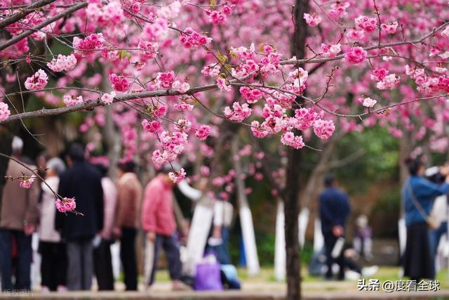 _昆明春天樱花_昆明樱花时间